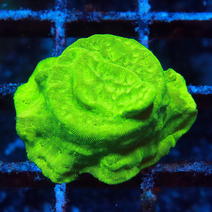 Nuclear Green Lepto