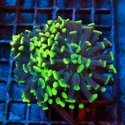 Ultra Neon Splatter Hammer