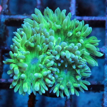 Neon Duncan Coral