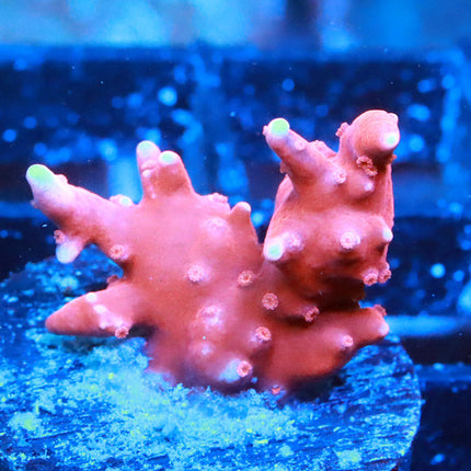 Jason Fox TNT Anacropora
