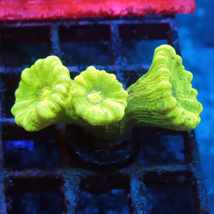 Kryptonite Candy Cane