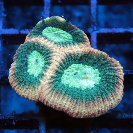 Prism Favia