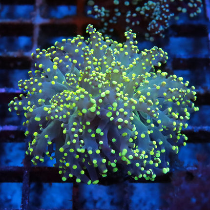 POTO Neon Octospawn