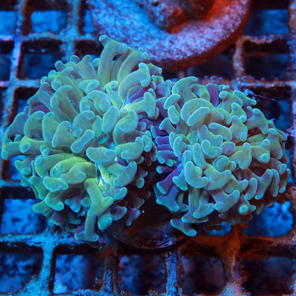 Teal Branching Hammer