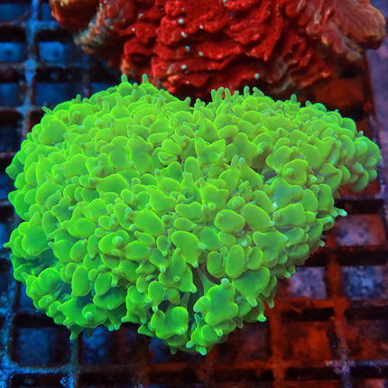 Neon Pearl Bubble Coral