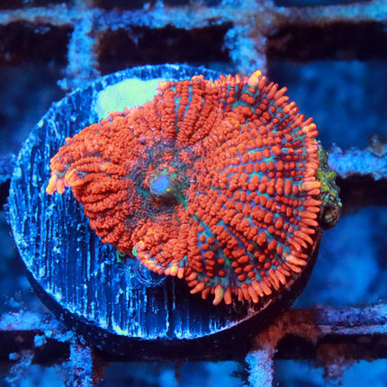 POTO Superman Mushroom