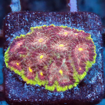 POTO Glitter Dragon Fruit Favia