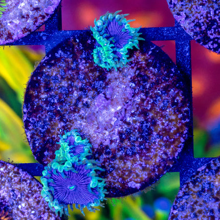 WWC Blue Death Paly