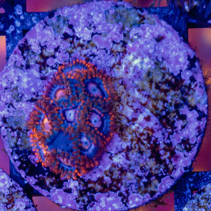 Zoanthid.com Snitches Zoa