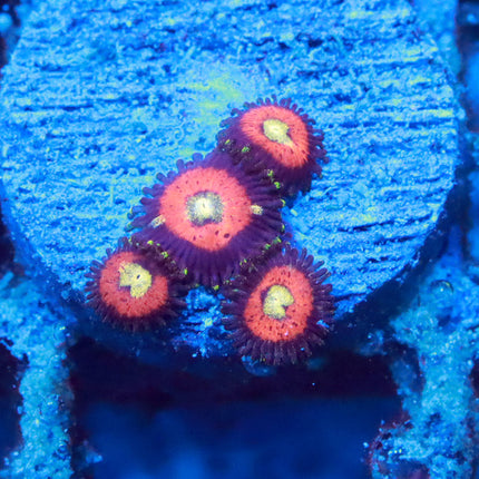 POTO Takis Micro Zoa