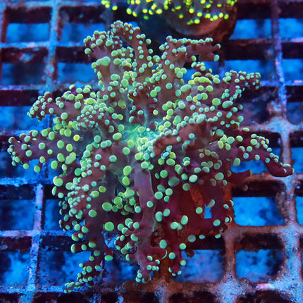 Teal Octospawn