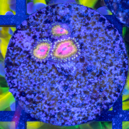 WWC Pink Krack Zoa