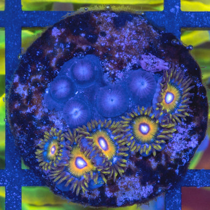 Super Sayian Zoa