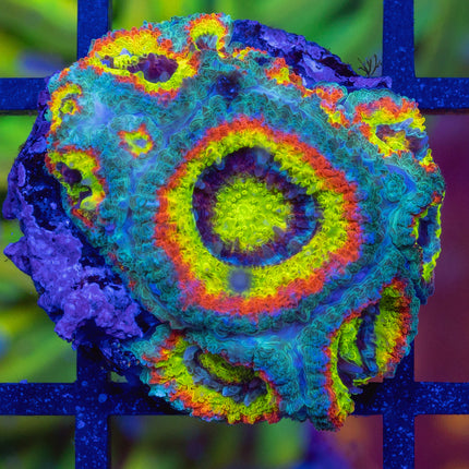 Holy Grail Micromussa