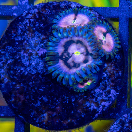 Purple Nebula Paly