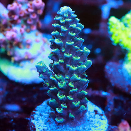 Copps Turquoise Hoeksemai