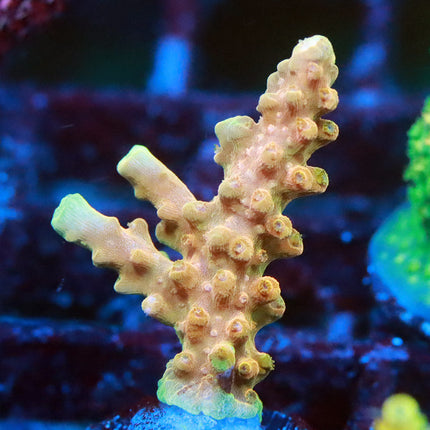 TGC Tropicana