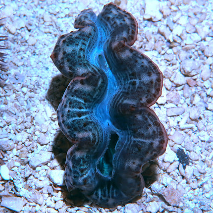 Red Sea Maxima Clam
