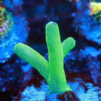 Peng's Cherry Tip Granulosa