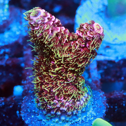 CC Bahama Mama