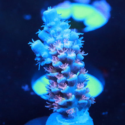 RRUSA Rainbow Blossom