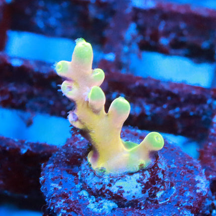 RRC Hellfire Echinata