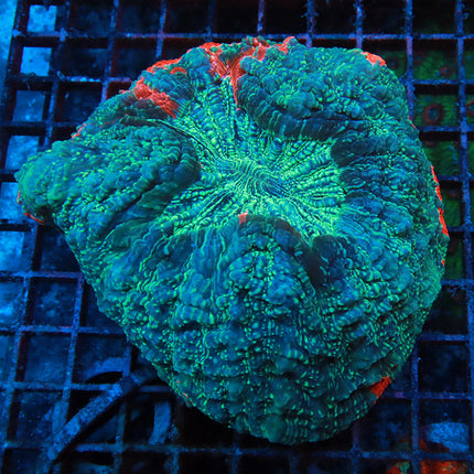 Orange Rainbow Sparkle Acantho