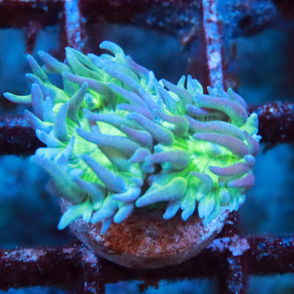 Neon Duncan Coral