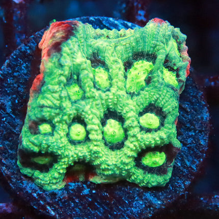 Swamp Thing War Coral
