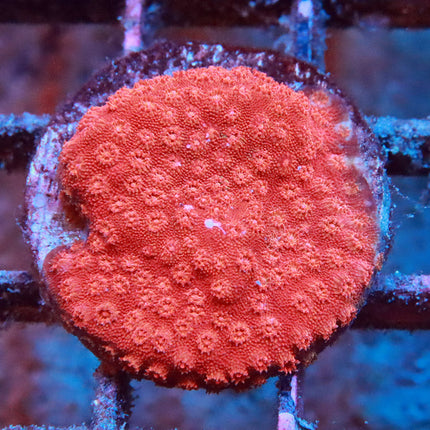 Red Cyphastrea