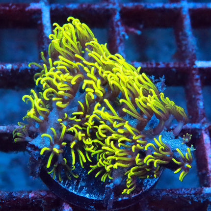 Neon GSP