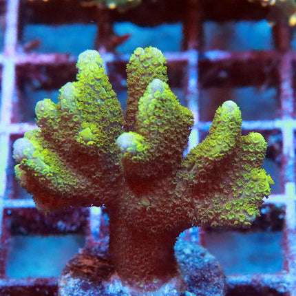 Green Digi