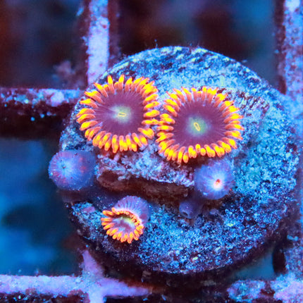 POTO Orange Fire Zoa
