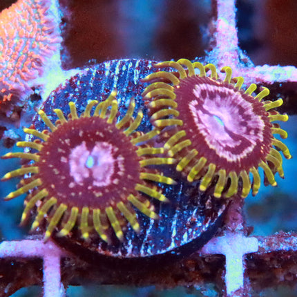 WWC Purple Monster Zoa