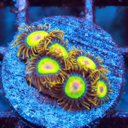 Rasta Zoa