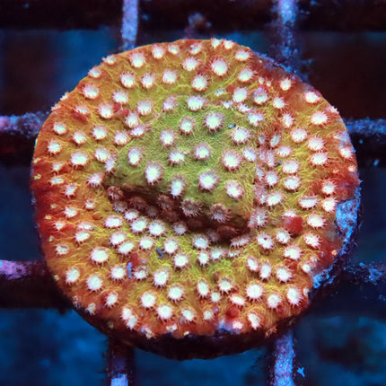 POTO Coppertop Cyphastrea