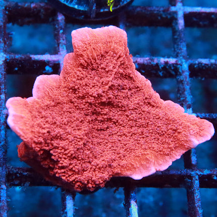 Red Monticap