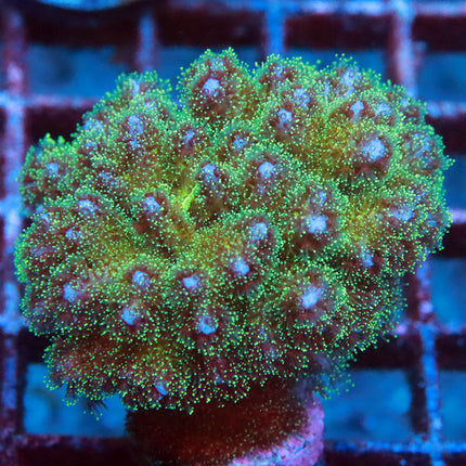 Rainbow Pocillopora