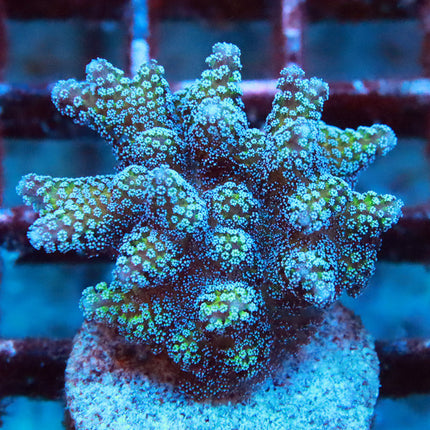 Blue Zing Hybrids Birdsnest