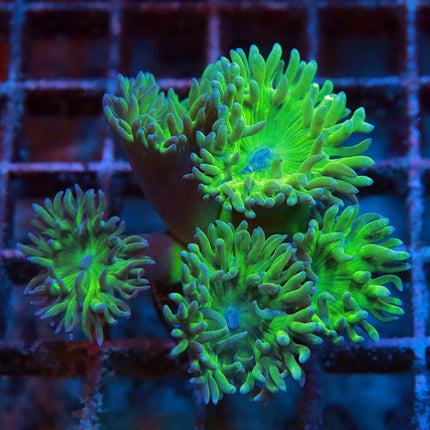 Neon Duncan Coral