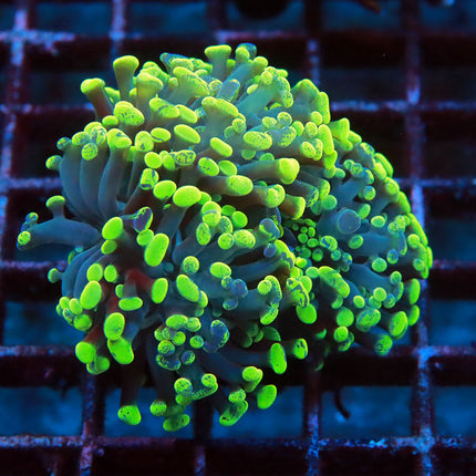 Neon Splatter Branching Hammer