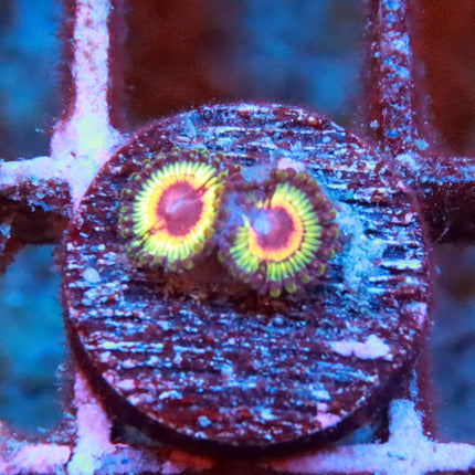 GB Rainbow Eclipse Zoa
