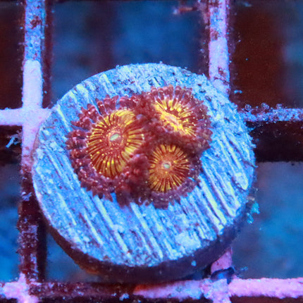 Jason Fox Acid Trip Zoa