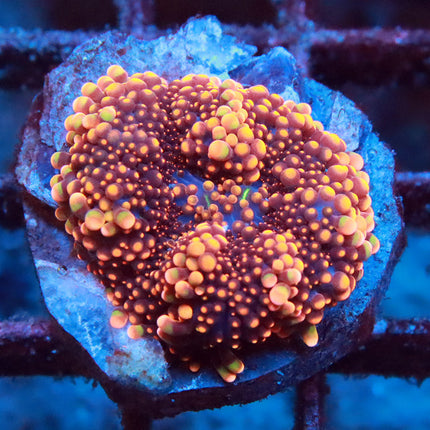 POTO Orange Galaxy Mushroom