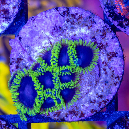 OG Joker Zoa