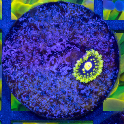 Exosphere Paly