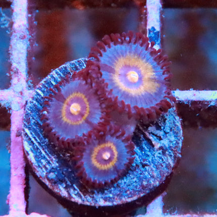 POTO Legendary Wolverine Zoa