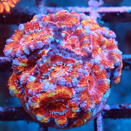 POTO Rainbow Acan