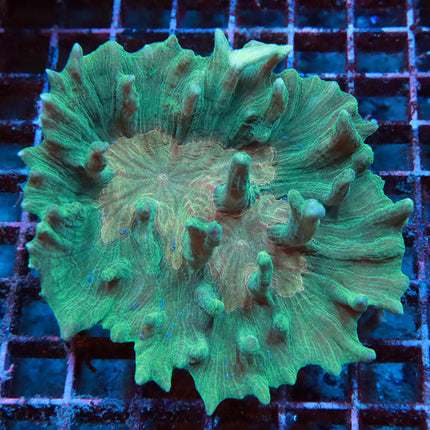Pretty Pectina Coral