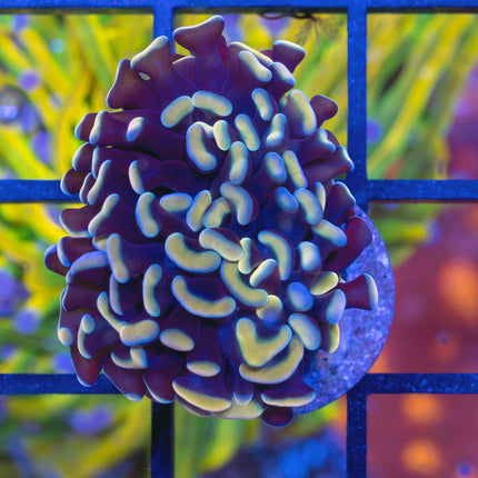 Rainbow Hammer